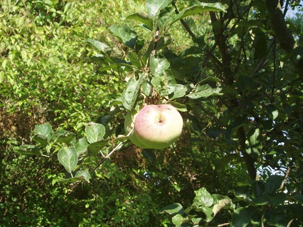 006-Баварское яблочко